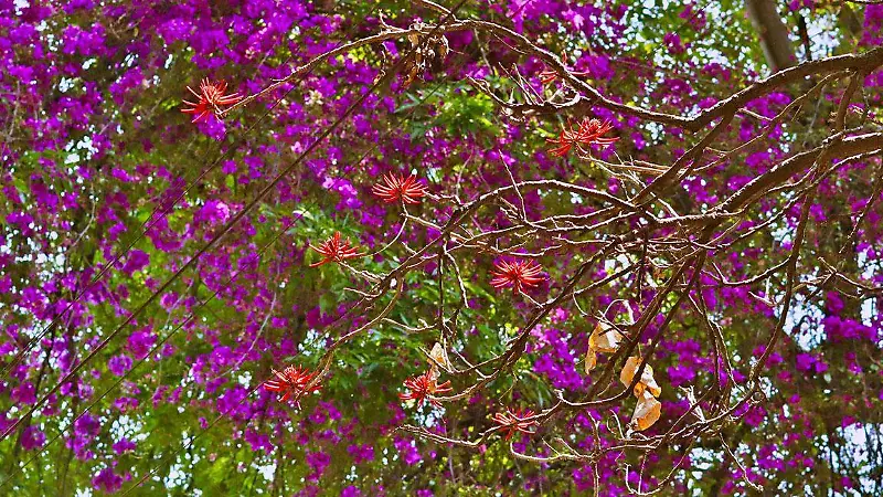 Jacarandas bajo la alerta naranja: La primavera más fría en la CDMX [Fotorreportaje]